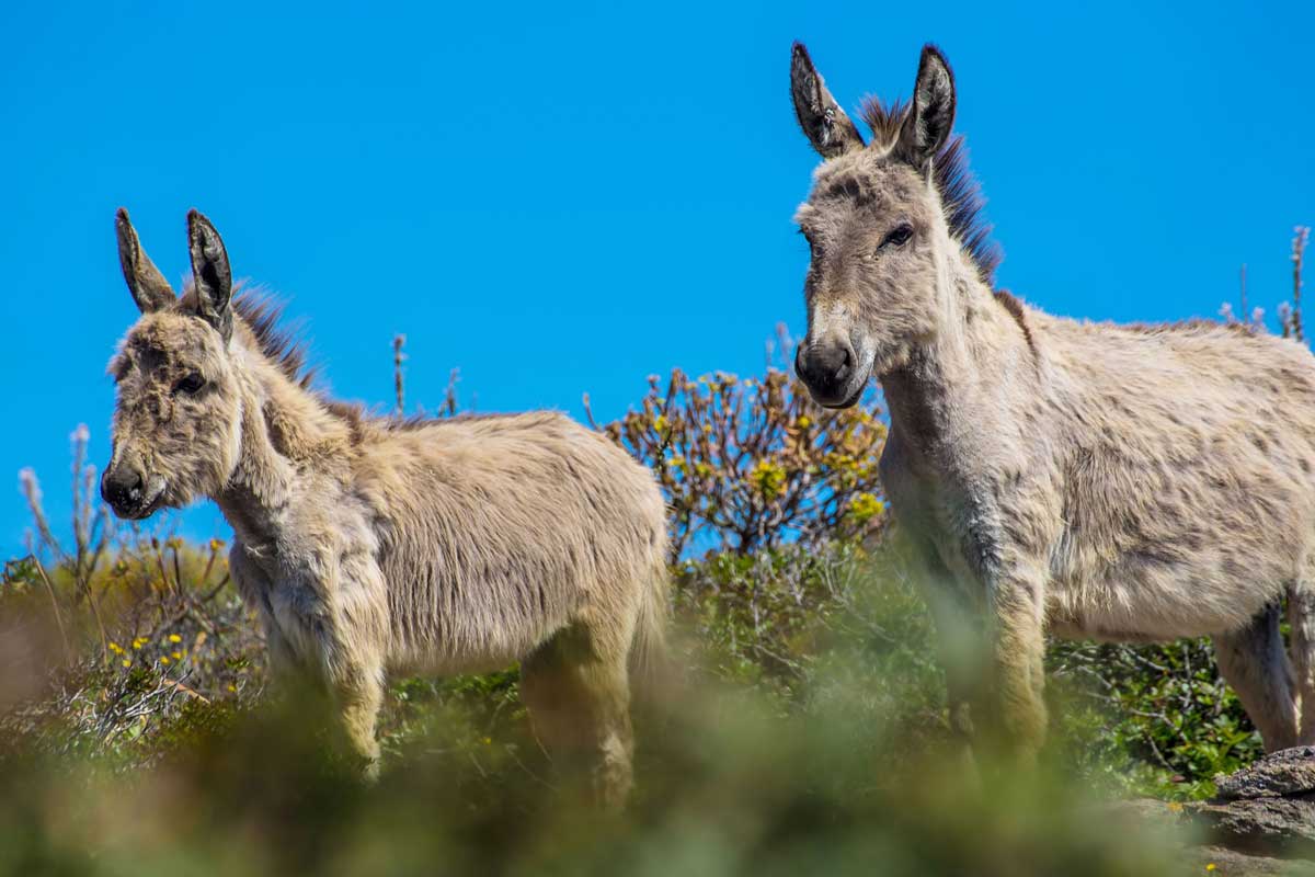 Asinelli bianchi dell'Asinara