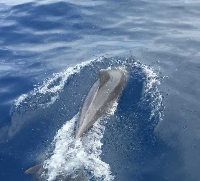 Delfino nelle acque dell'Asinara
