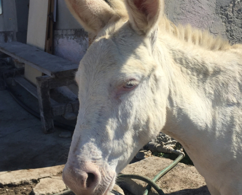 I famosi asinelli bianchi dell'Asinara visti dalla barca durante la nostra escursione.