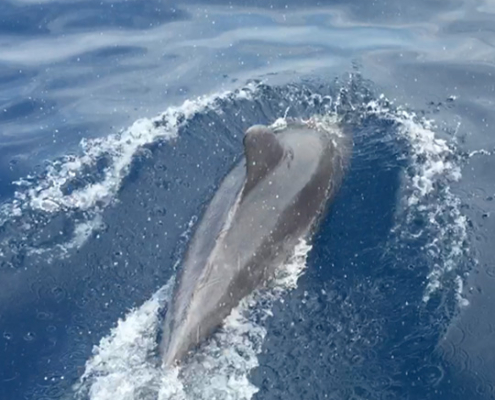 Un delfino nuota a fianco della barca a vela durante il tour nel mare di Stintino.